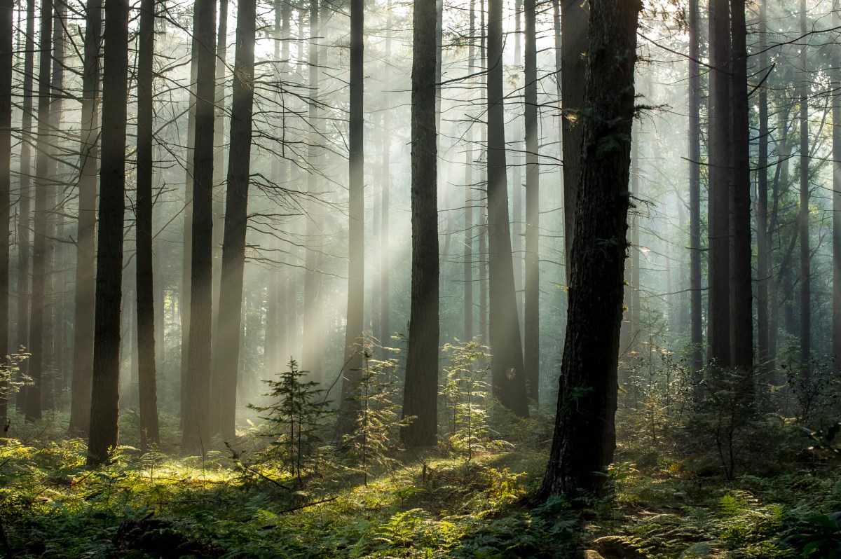 Chestnut Carbon gets $160M to turn old farms into forests