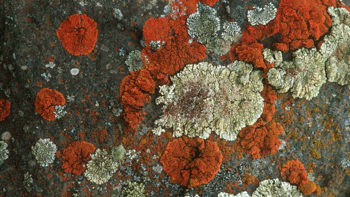 Lichens can survive almost anything, and some might survive Mars