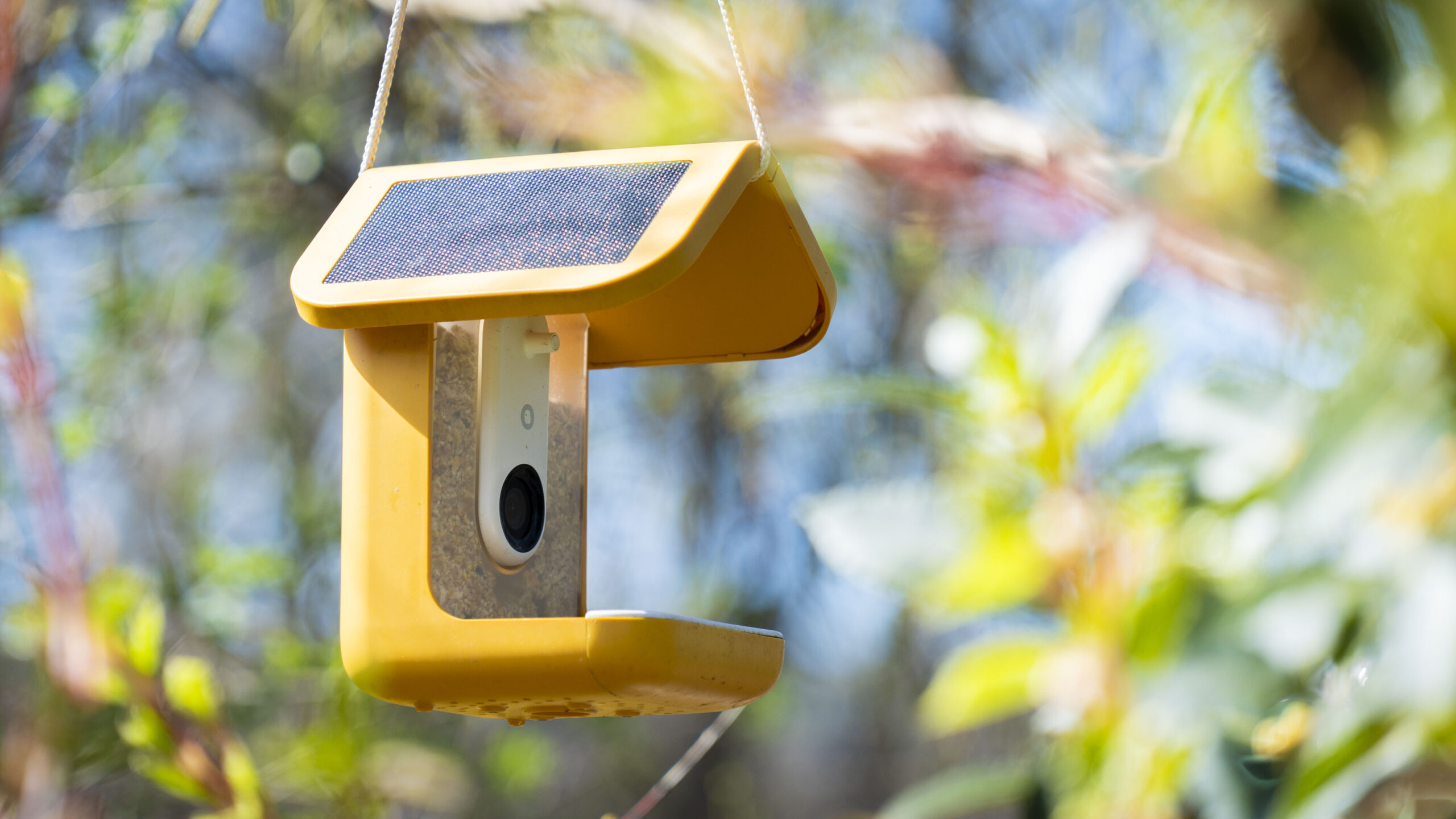 Bird Buddy Smart Bird Feeder Pro review: improved 2K video and AI smarts