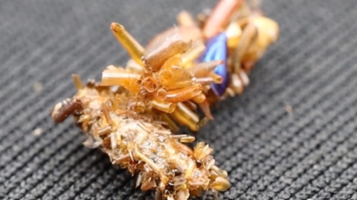 Bone collector caterpillar adorns itself in insect body parts