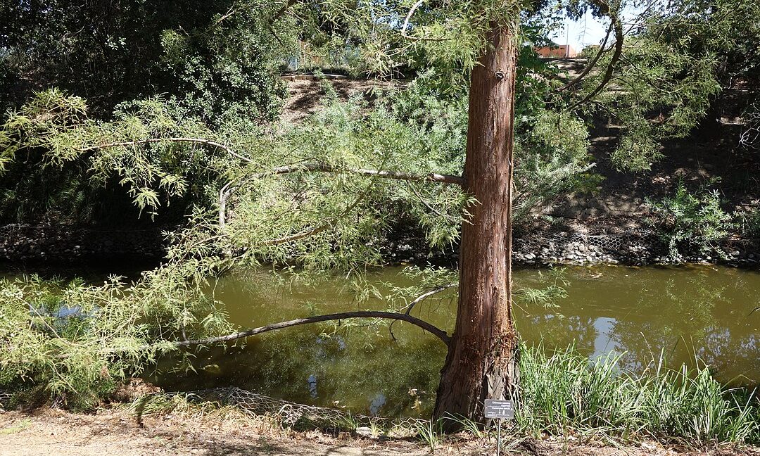 A 2,000-year-old battle ended in fire, and a tree species never recovered